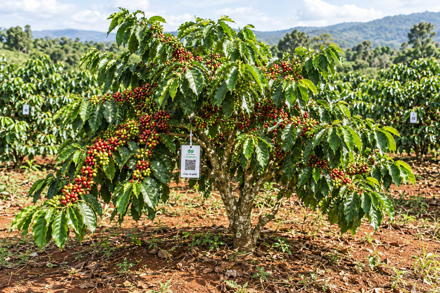 Cà Phê Robusta-2021