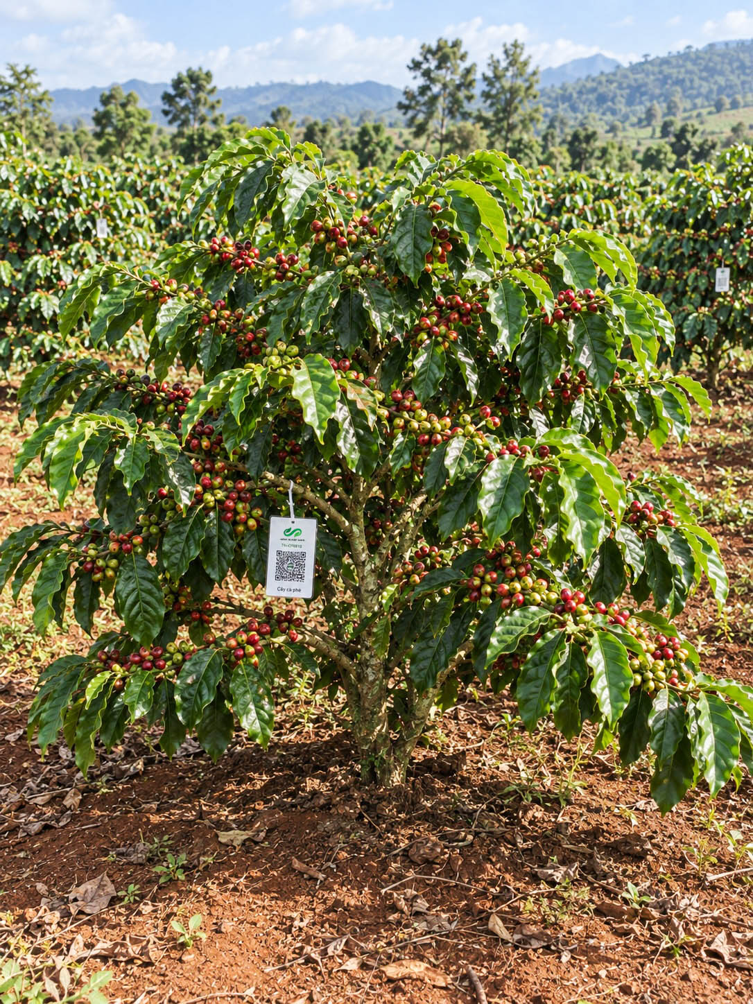 Cà Phê Robusta-2021
