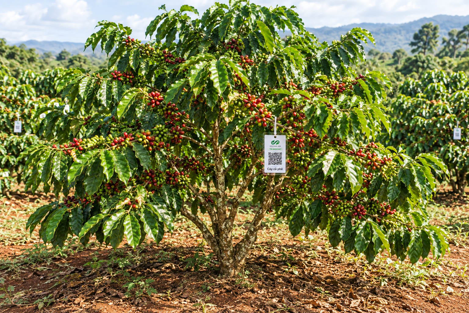 Cà Phê Robusta-2021