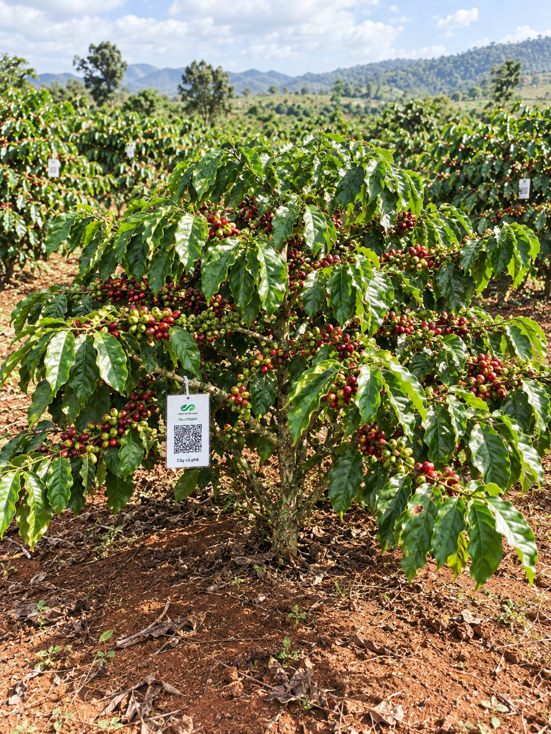 Cà Phê Robusta-2021