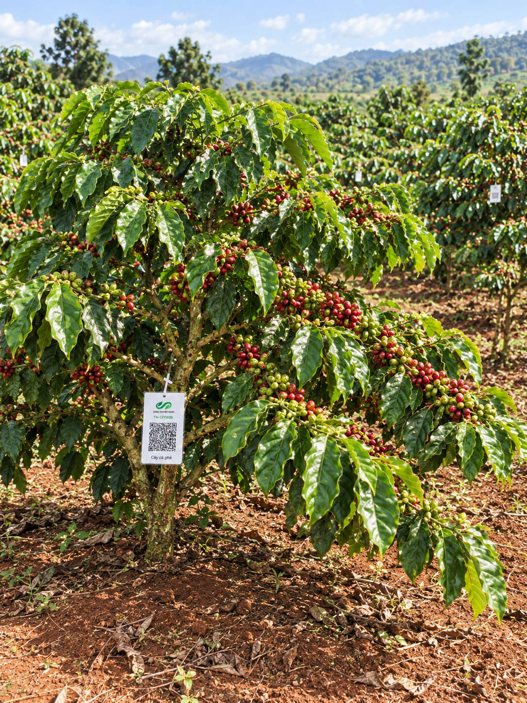 Cà Phê Robusta-2021