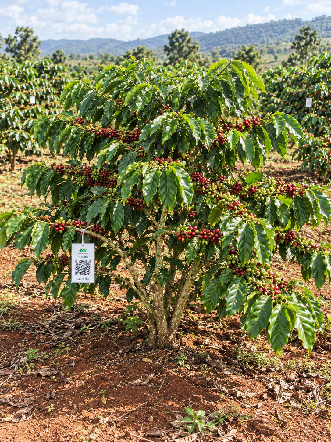 Cà Phê Robusta-2021