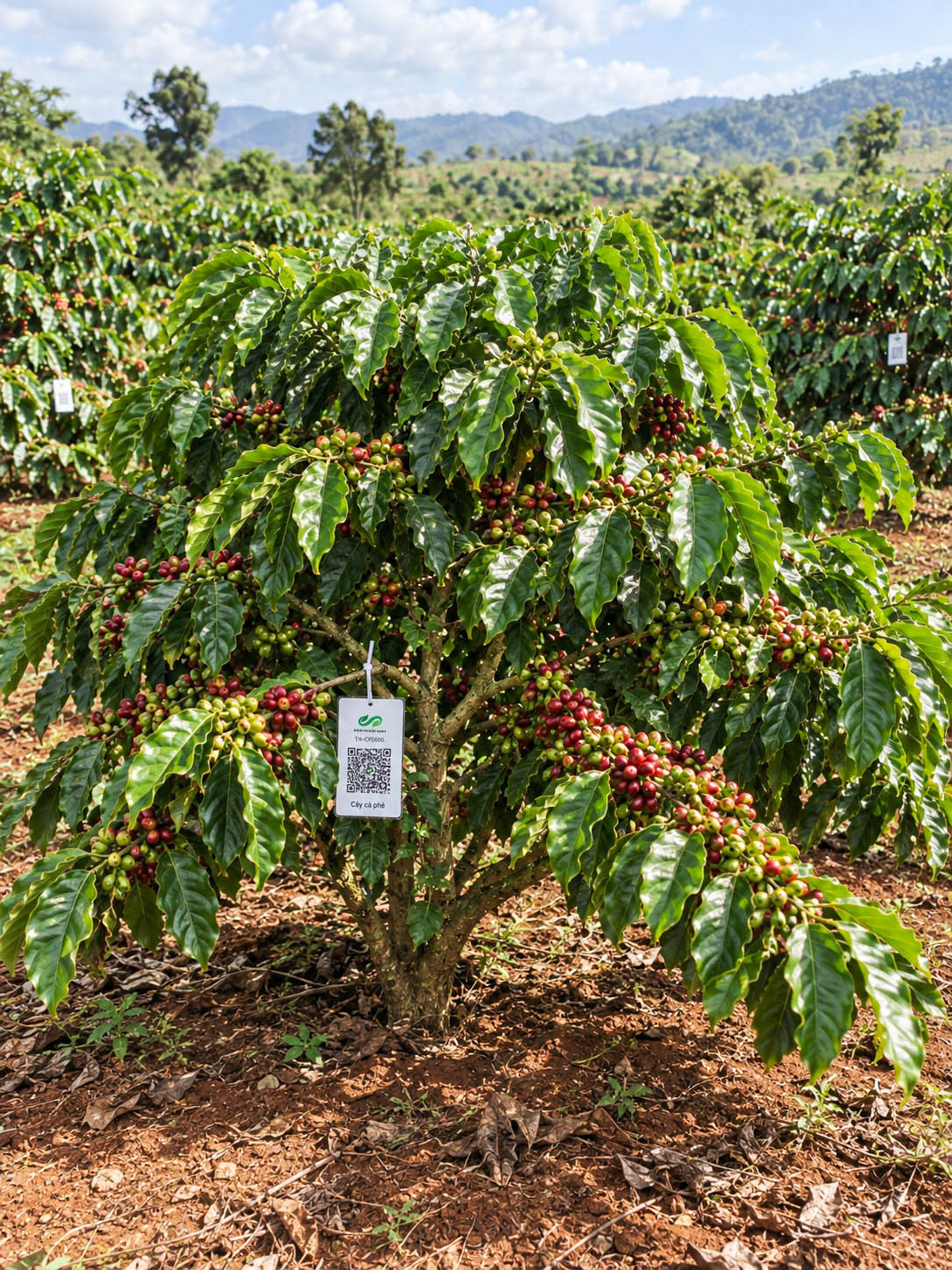 Cà Phê Robusta-2021