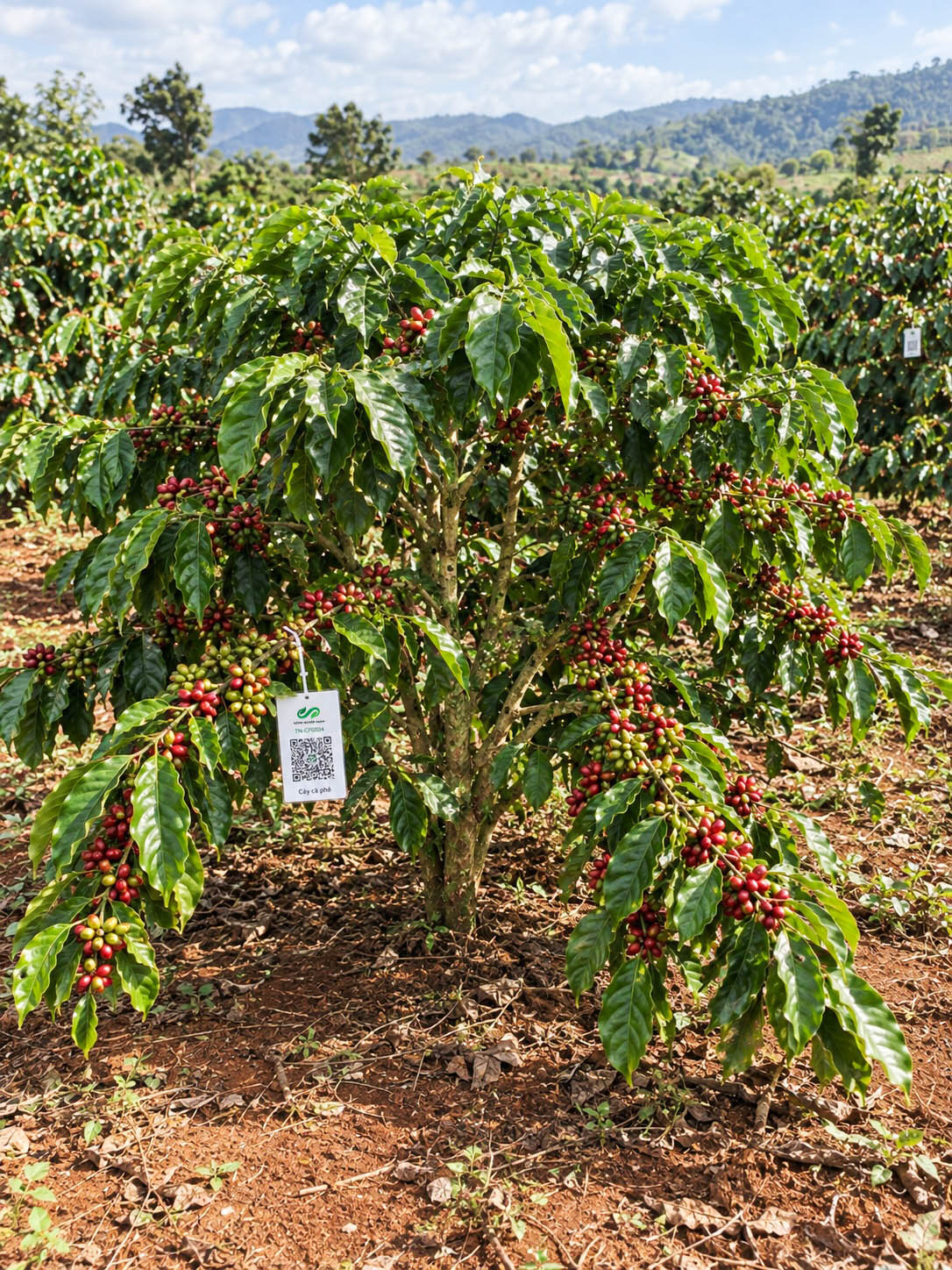 Cà Phê Robusta-2021