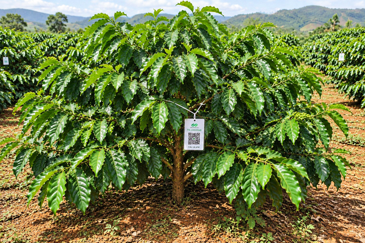 Cà Phê Robusta-2021