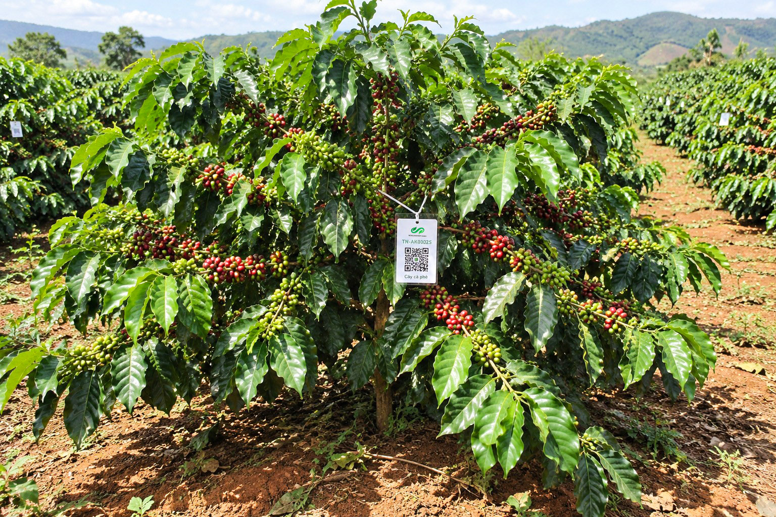 Cà Phê Robusta-2021