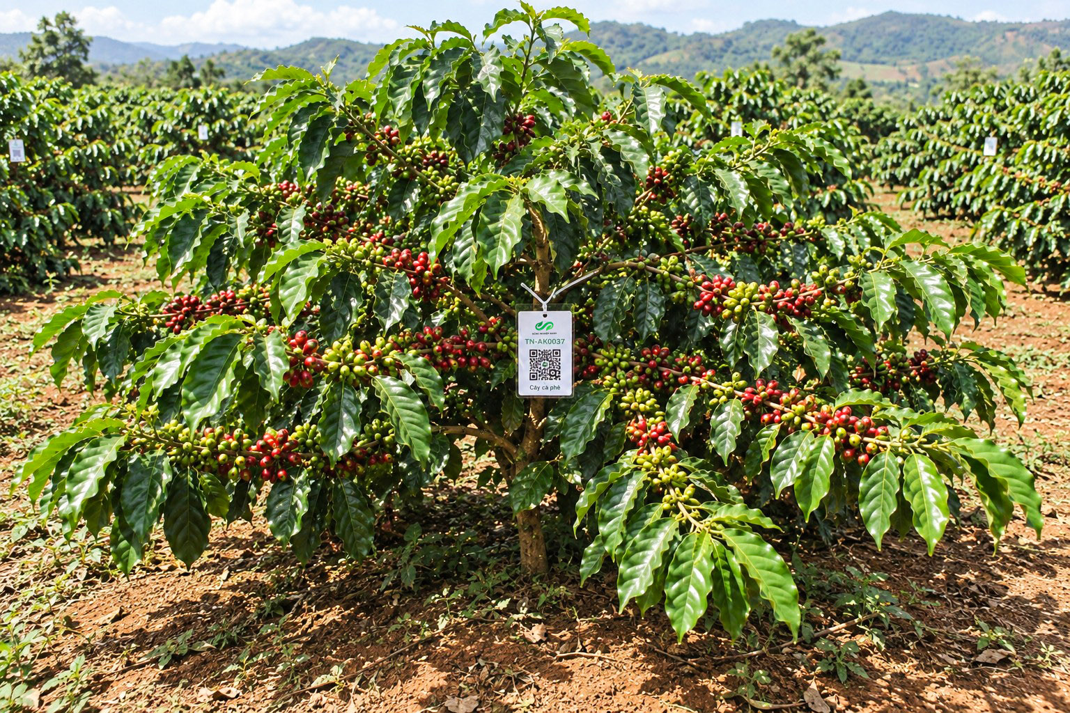 Cà Phê Robusta-2021