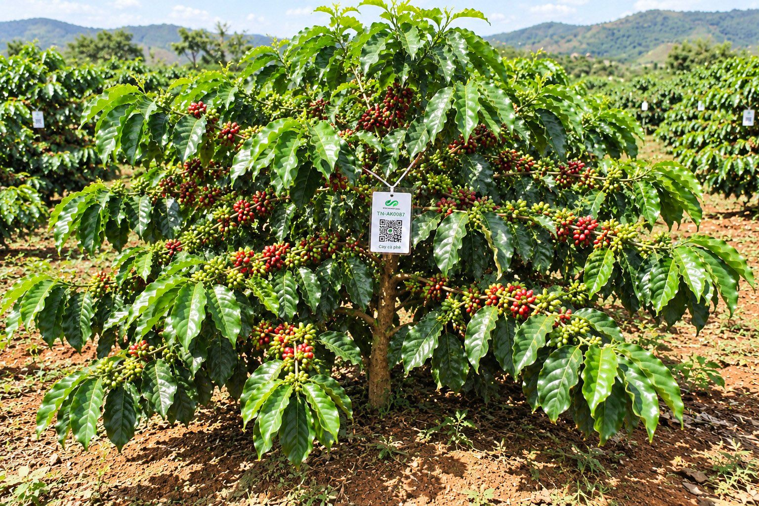 Cà Phê Robusta-2021