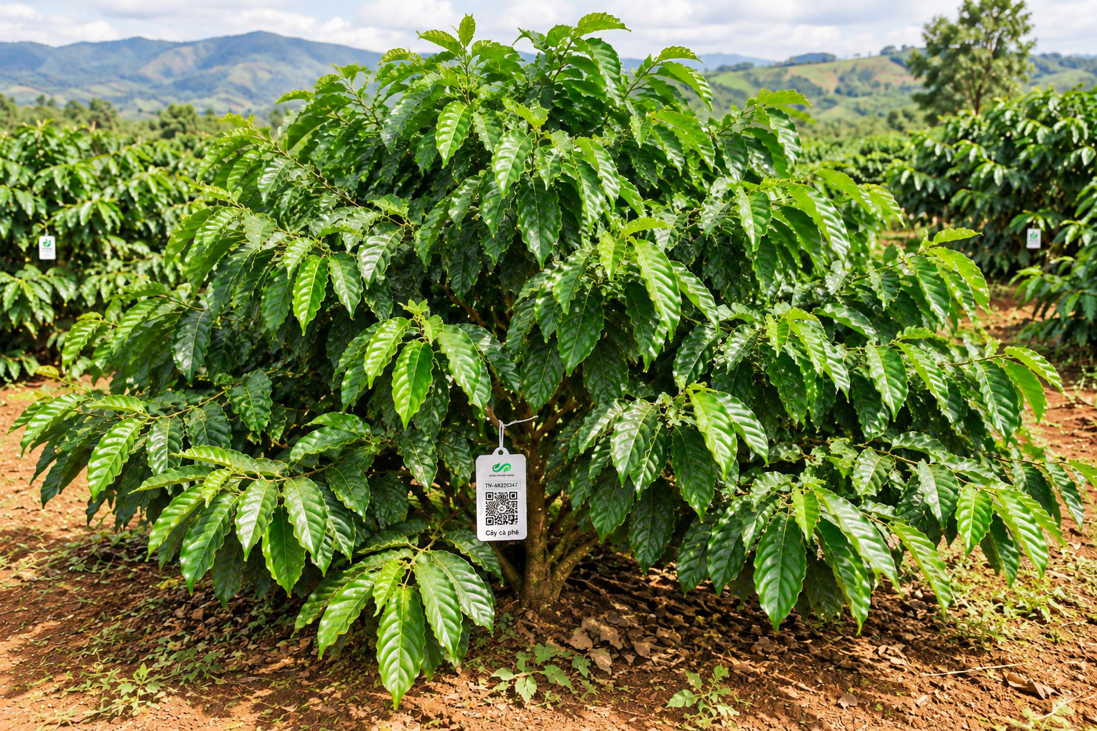 Cà Phê Robusta-2021