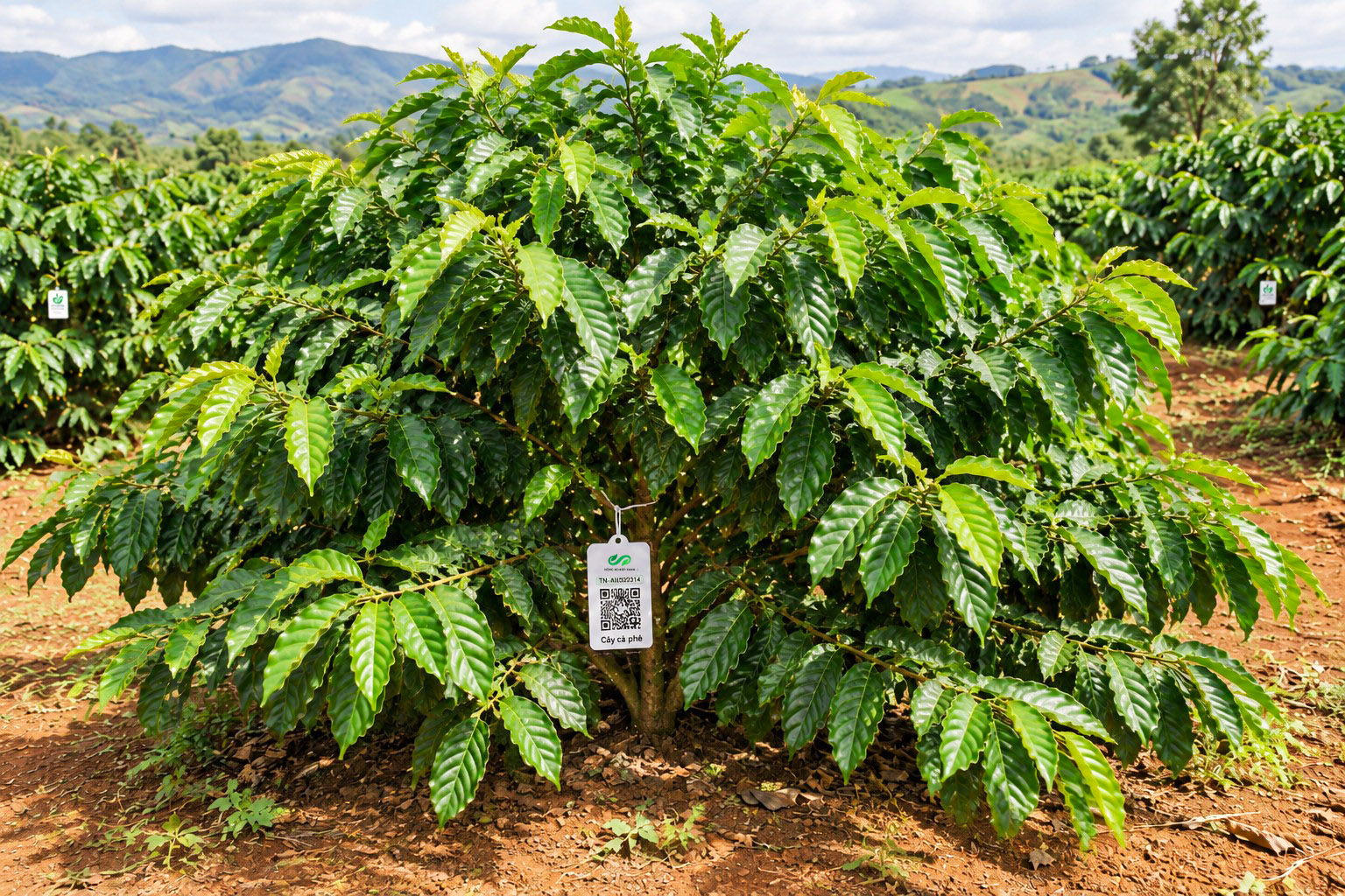 Cà Phê Robusta-2021