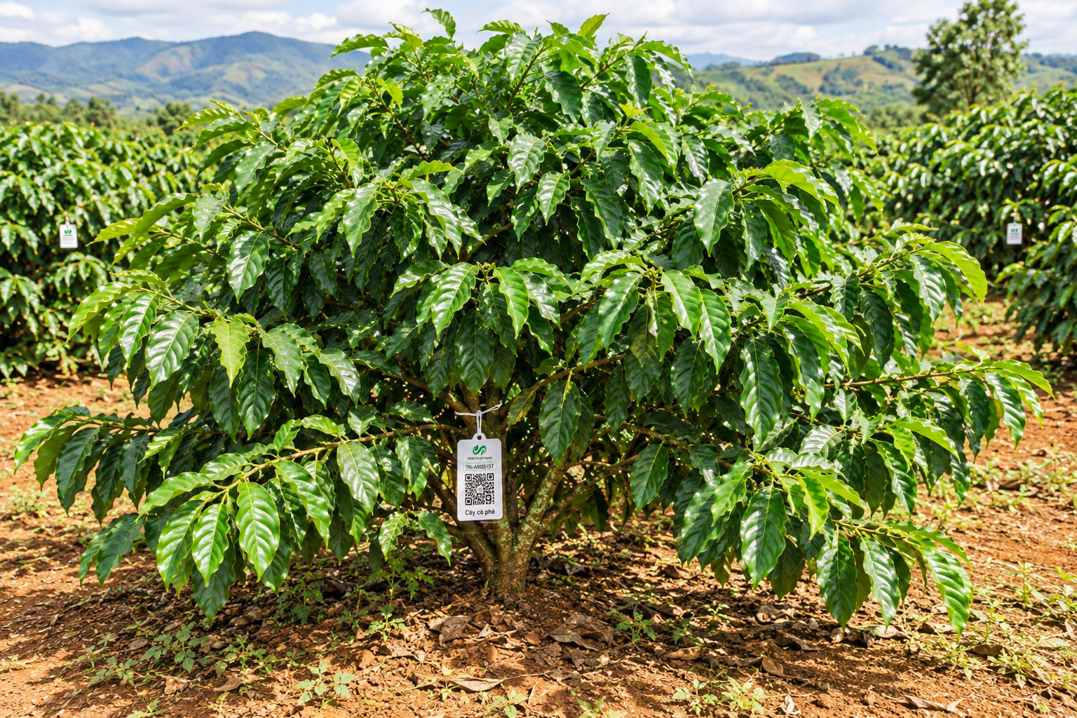 Cà Phê Robusta-2021