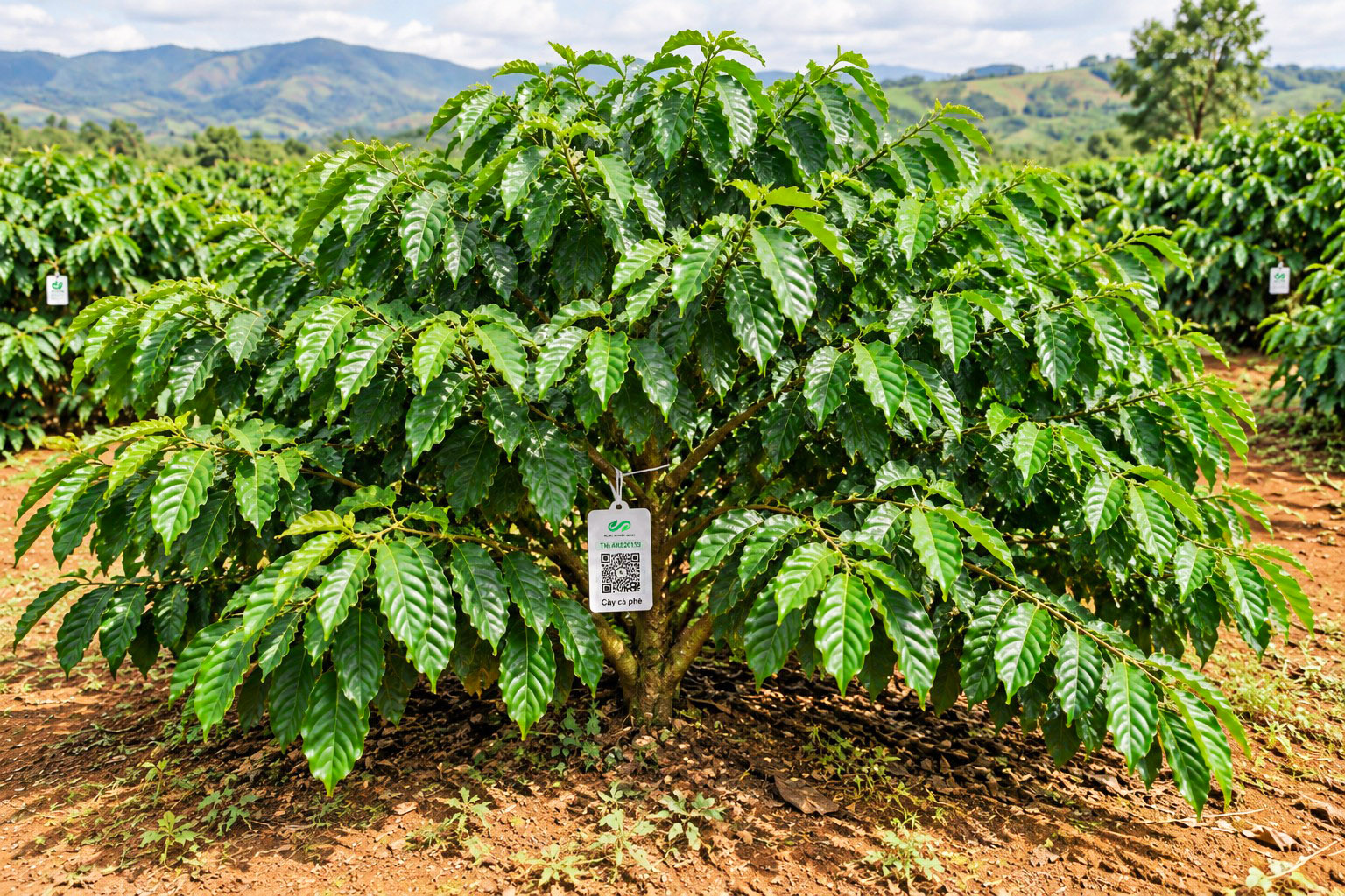 Cà Phê Robusta-2021