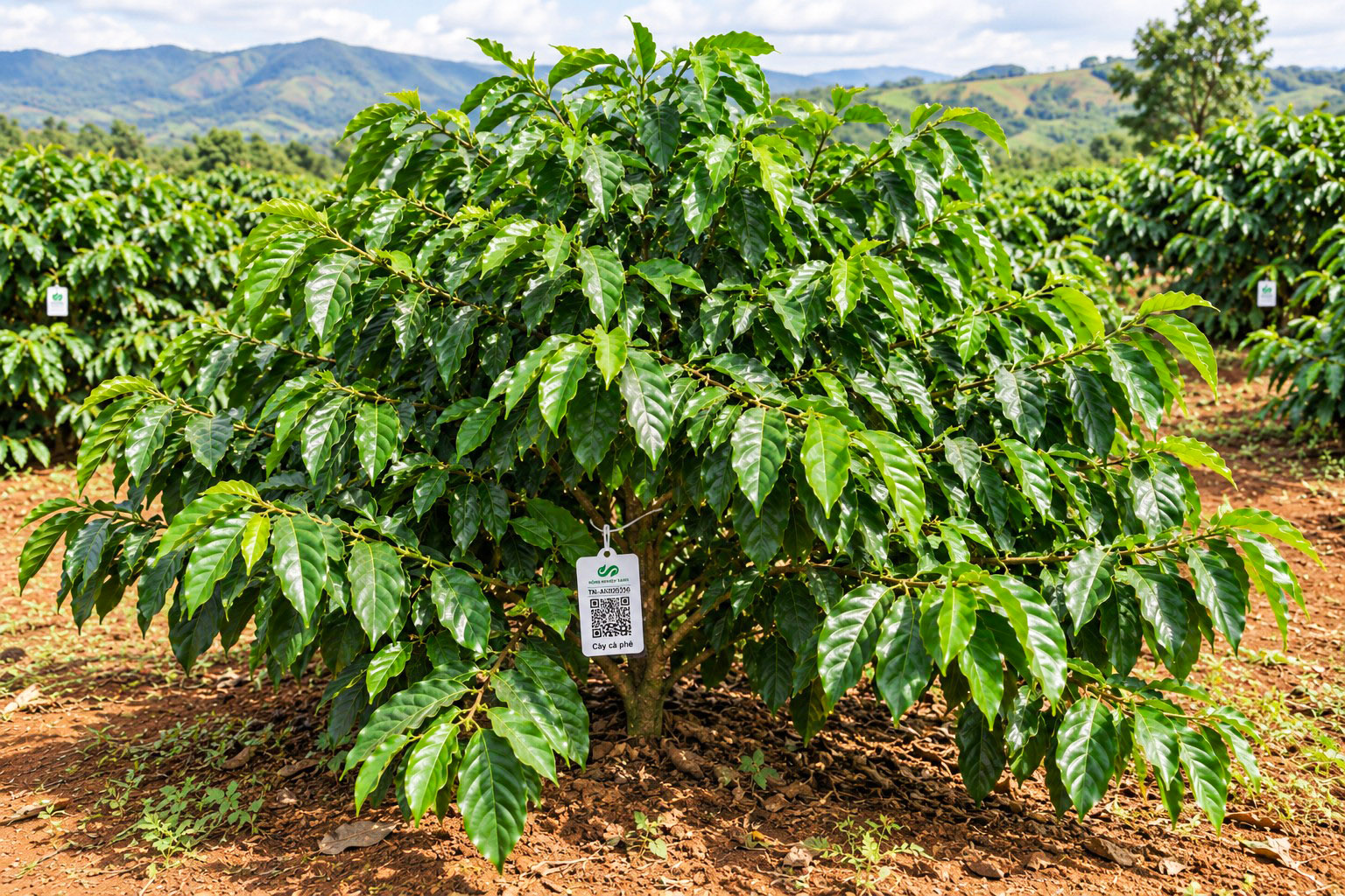 Cà Phê Robusta-2021
