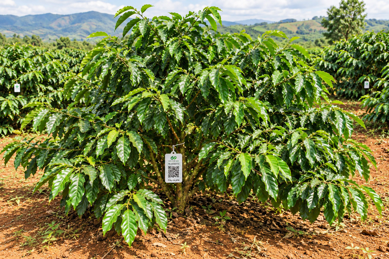 Cà Phê Robusta-2021