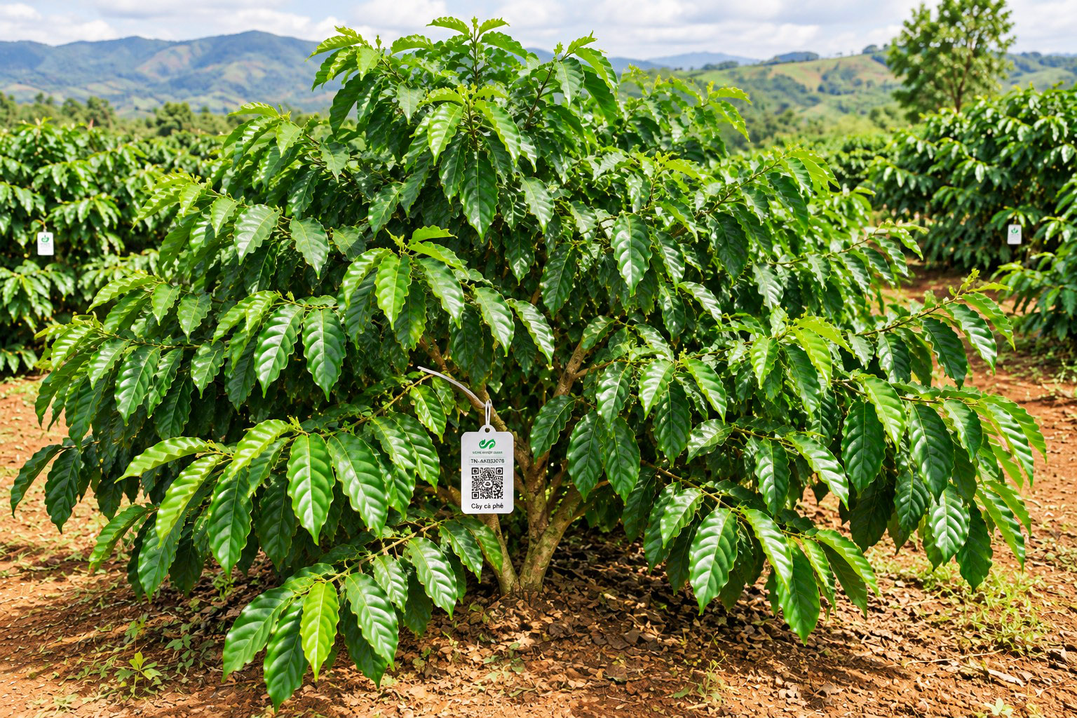 Cà Phê Robusta-2021