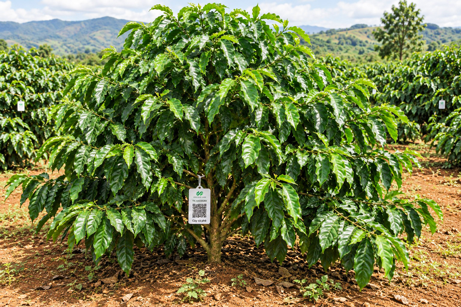 Cà Phê Robusta-2021