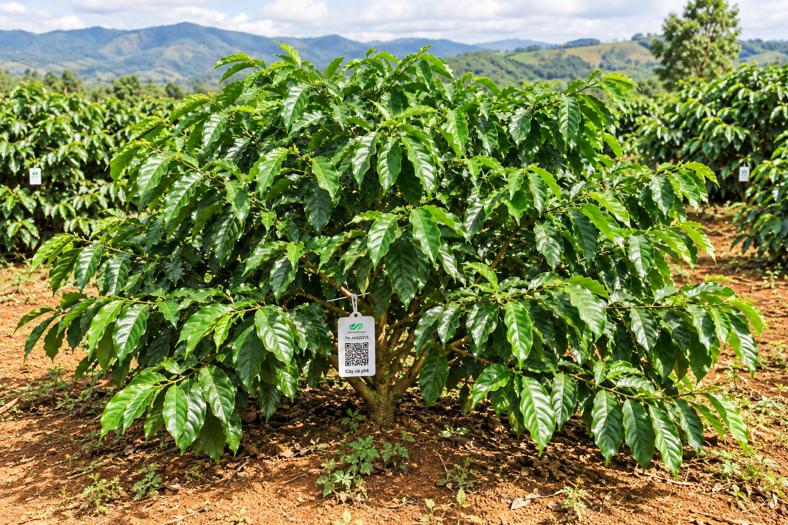 Cà Phê Robusta-2021
