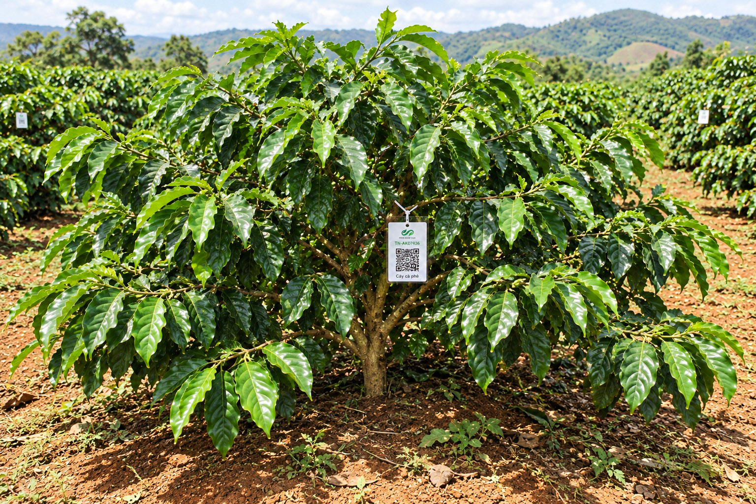 Cà Phê Robusta-2021