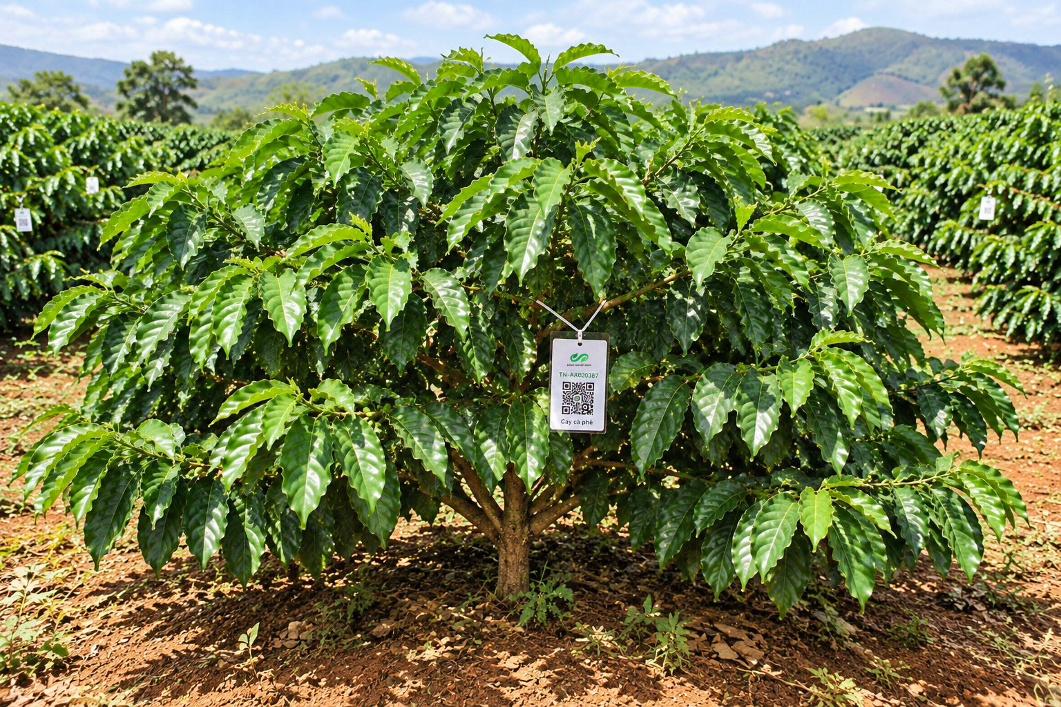 Cà Phê Robusta-2021
