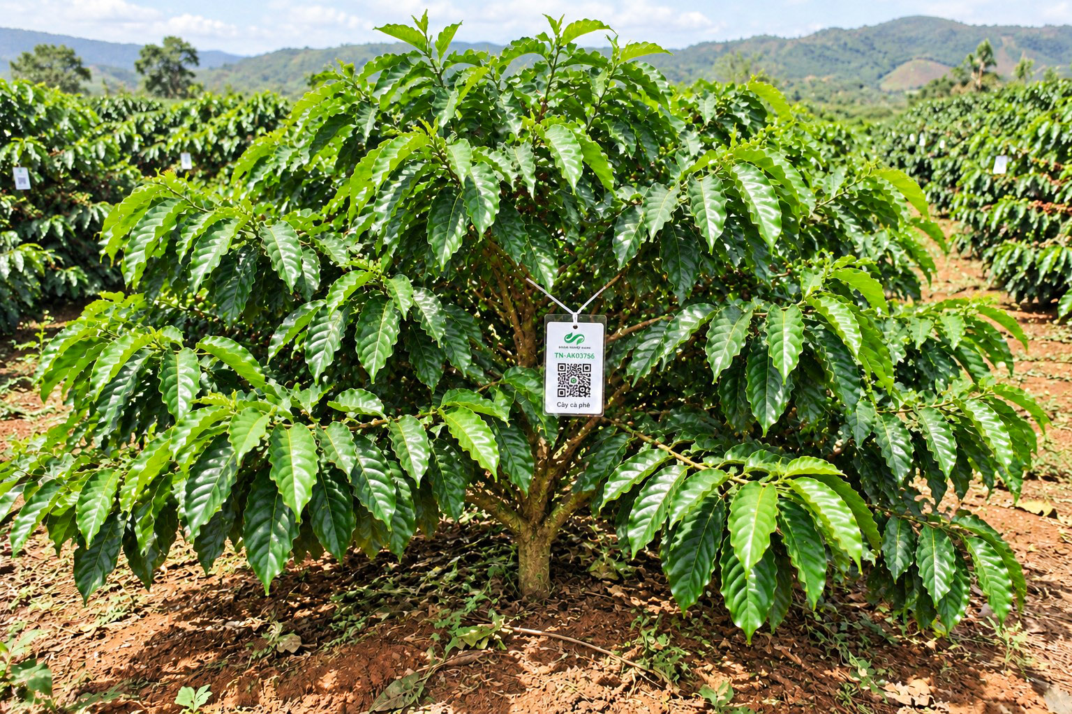 Cà Phê Robusta-2021