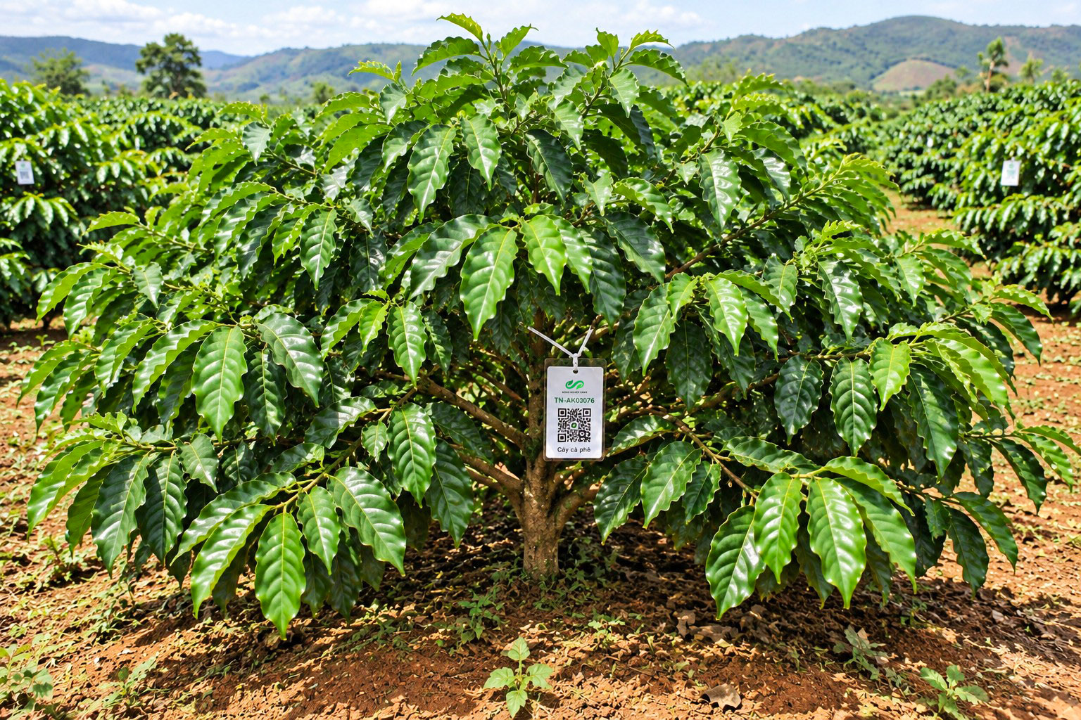 Cà Phê Robusta-2021