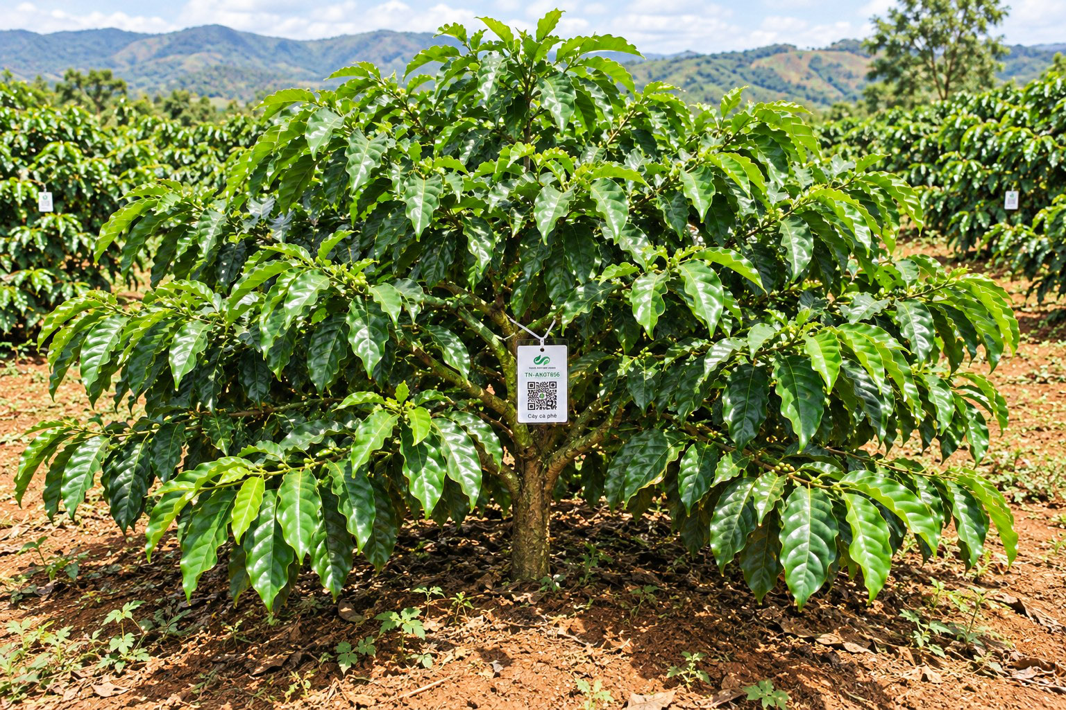 Cà Phê Robusta-2021