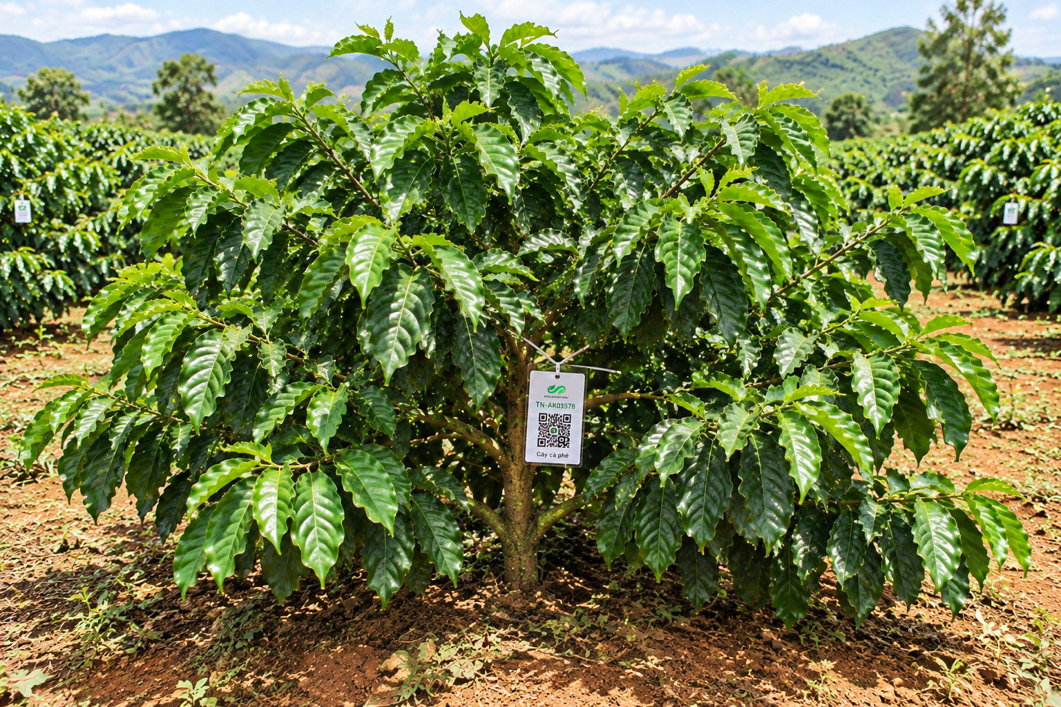 Cà Phê Robusta-2021