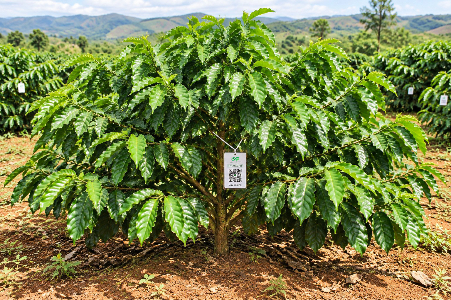 Cà Phê Robusta-2021