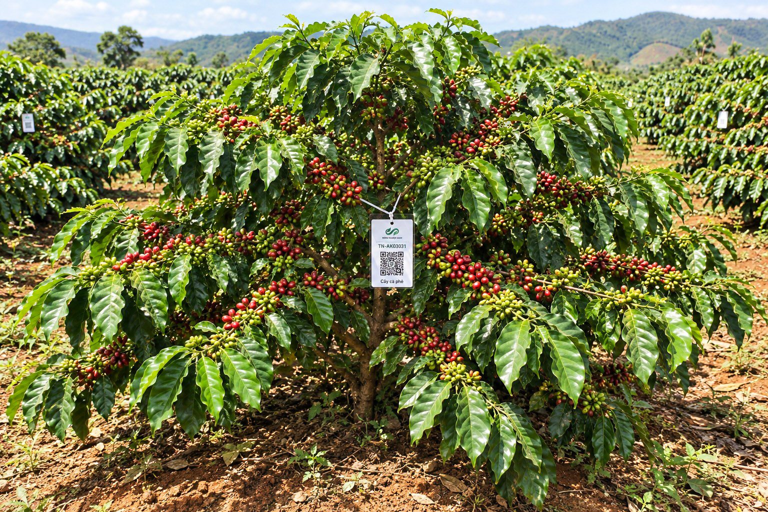 Cà Phê Robusta-2021