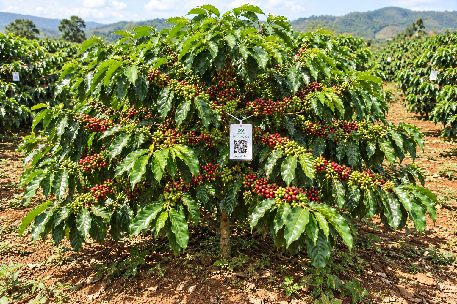 Cà Phê Robusta-2021
