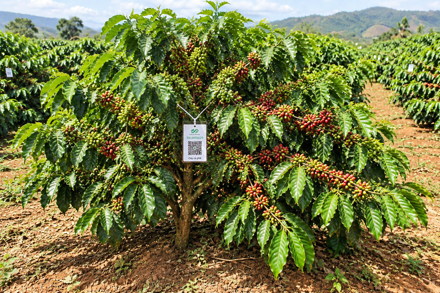 Cà Phê Robusta-2021
