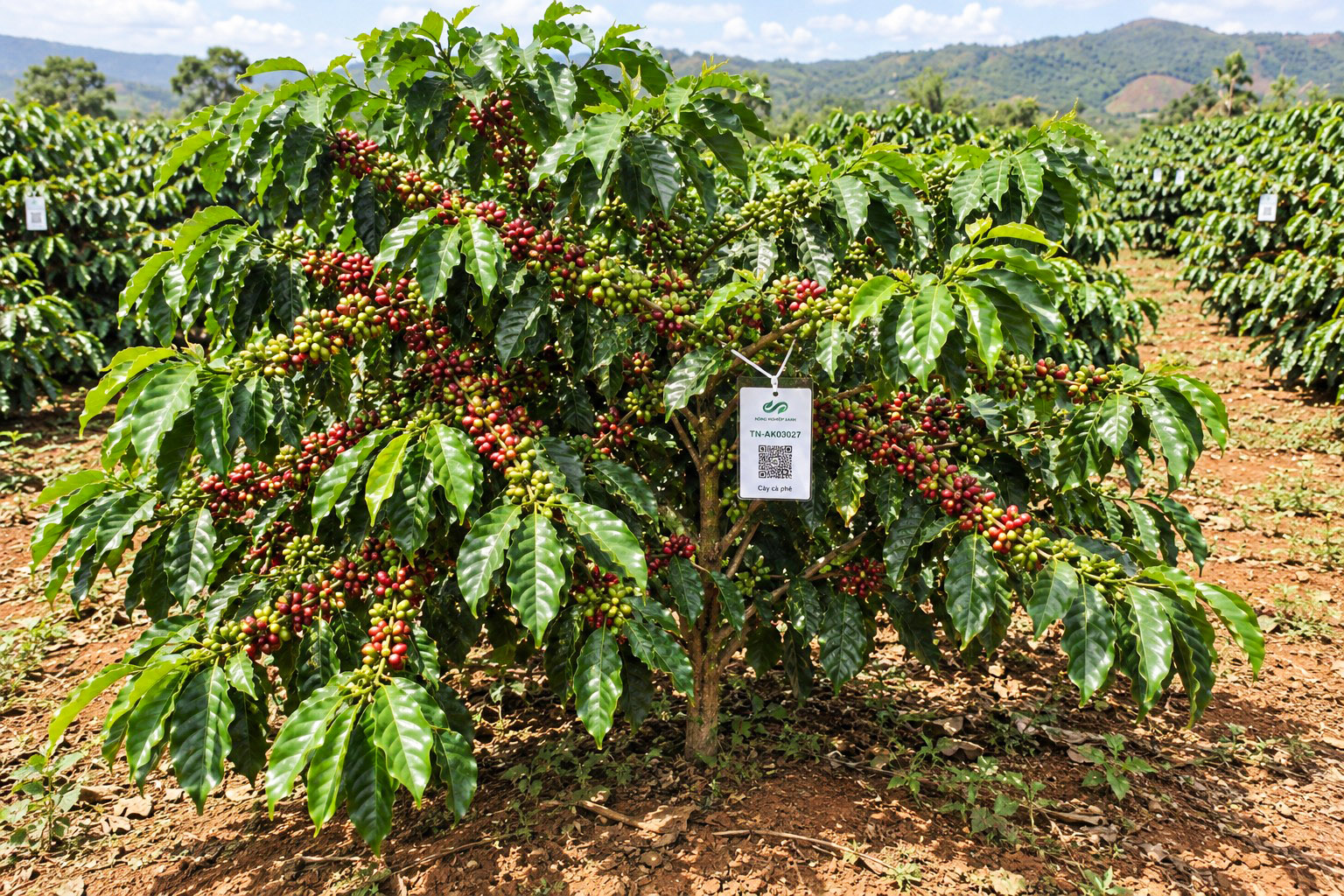 Cà Phê Robusta-2021
