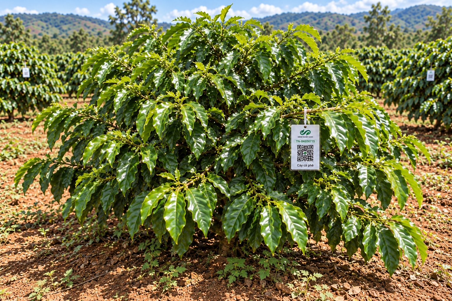 Cà Phê Robusta-2021