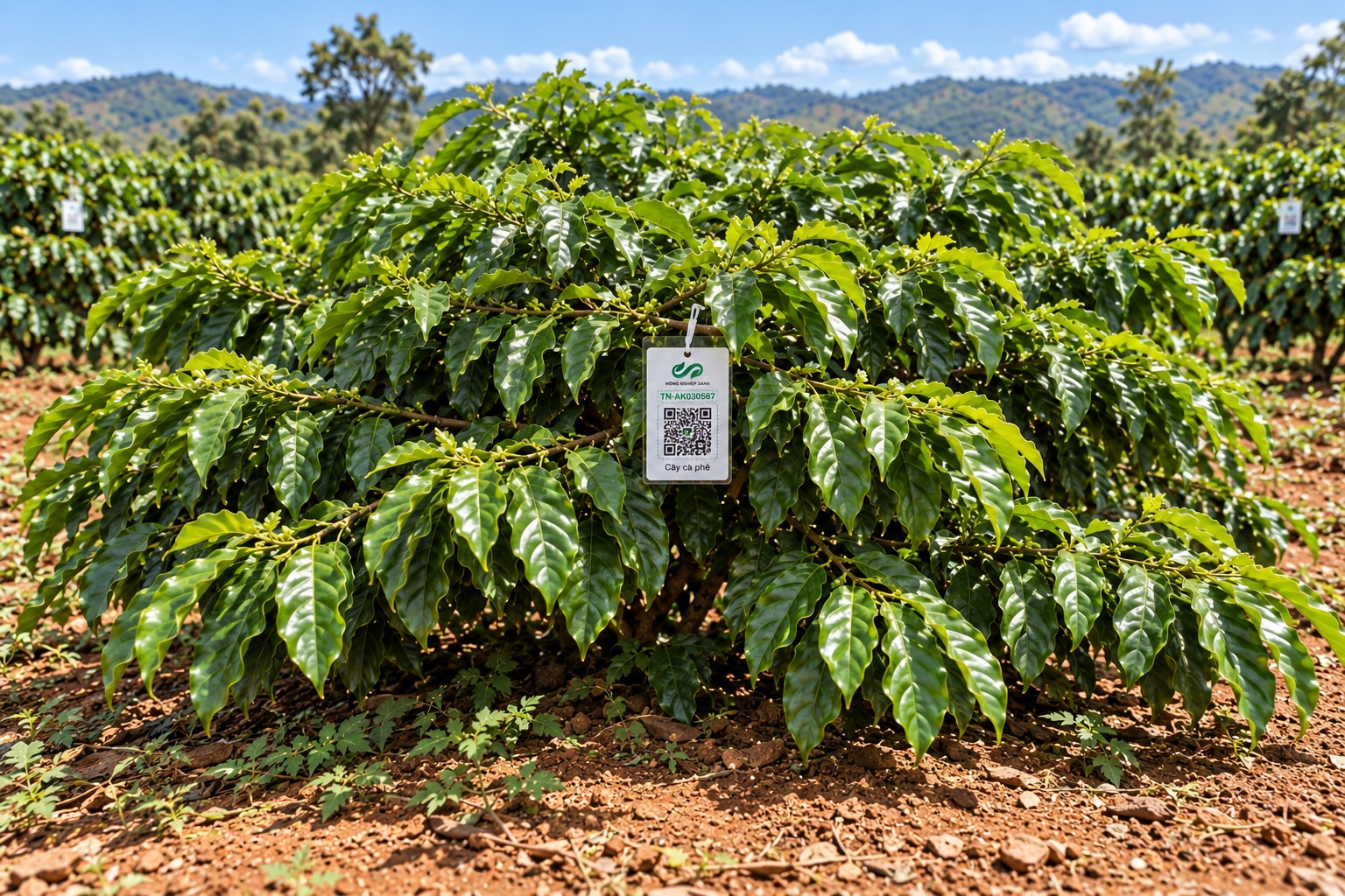 Cà Phê Robusta-2021
