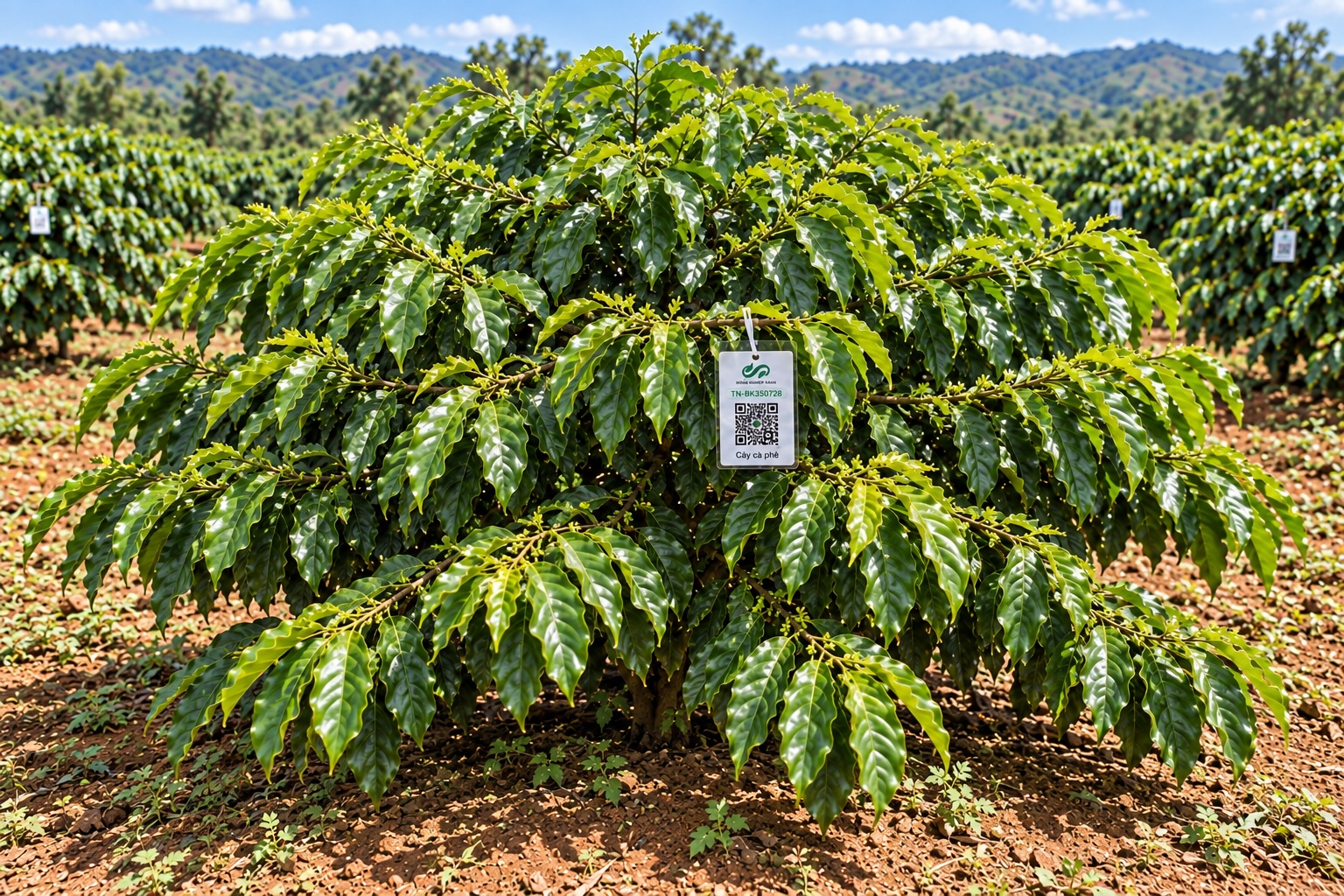 Cà Phê Robusta-2021
