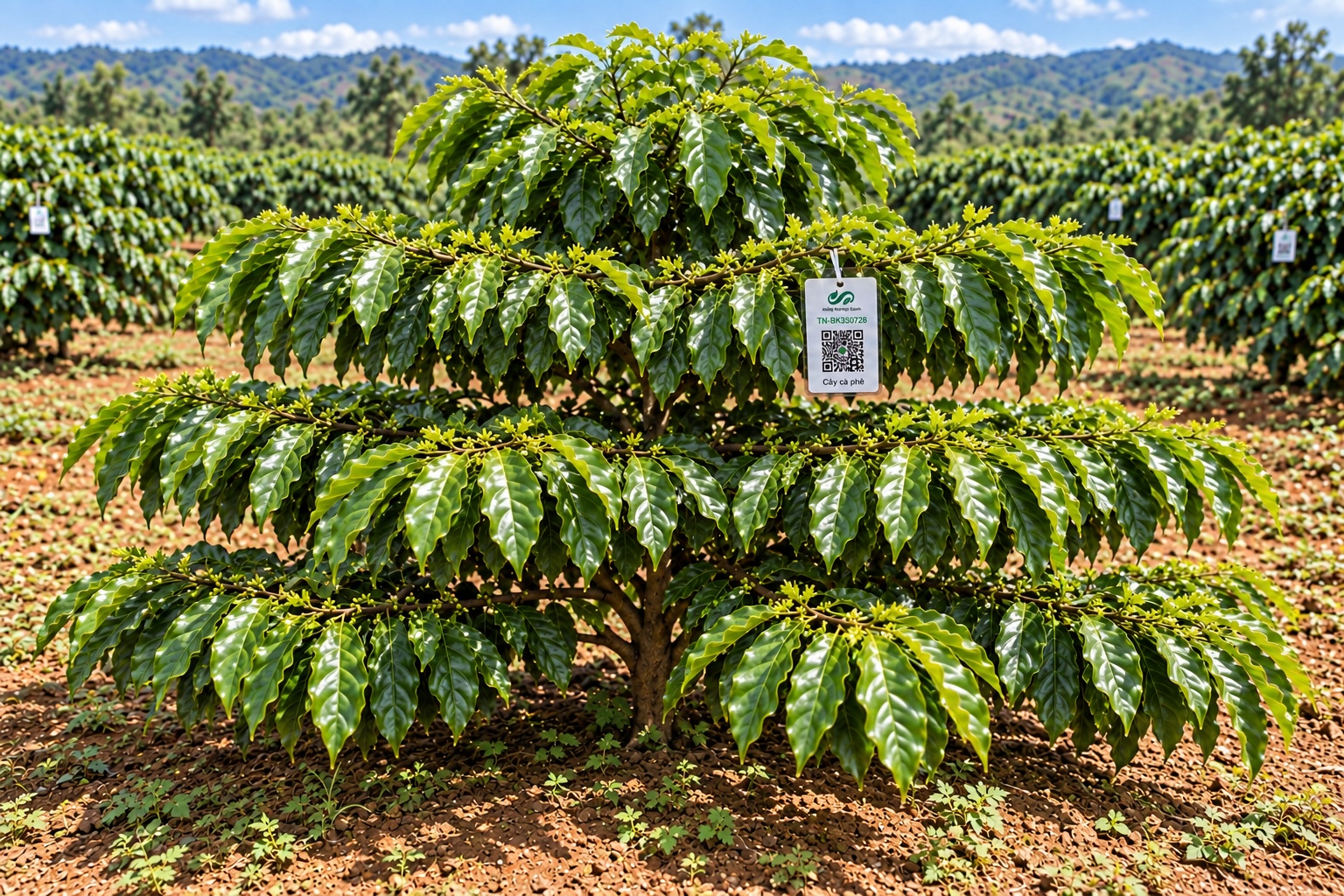 Cà Phê Robusta-2021