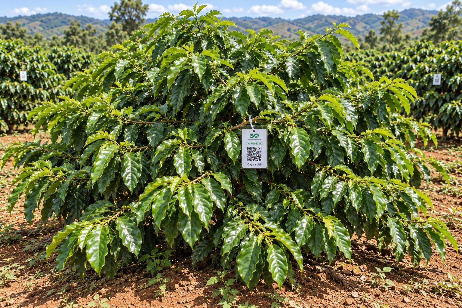 Cà Phê Robusta-2021