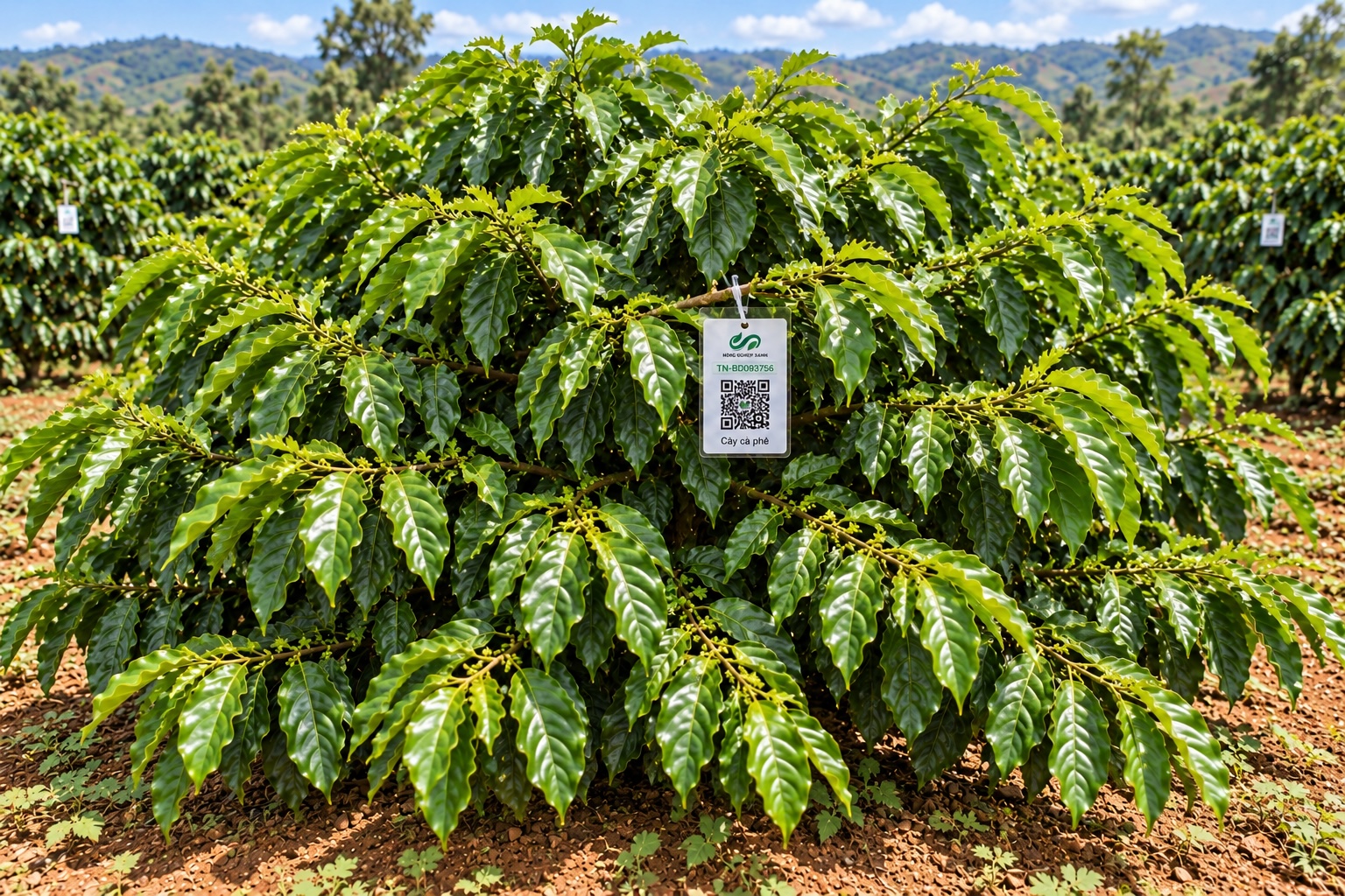 Cà Phê Robusta-2021
