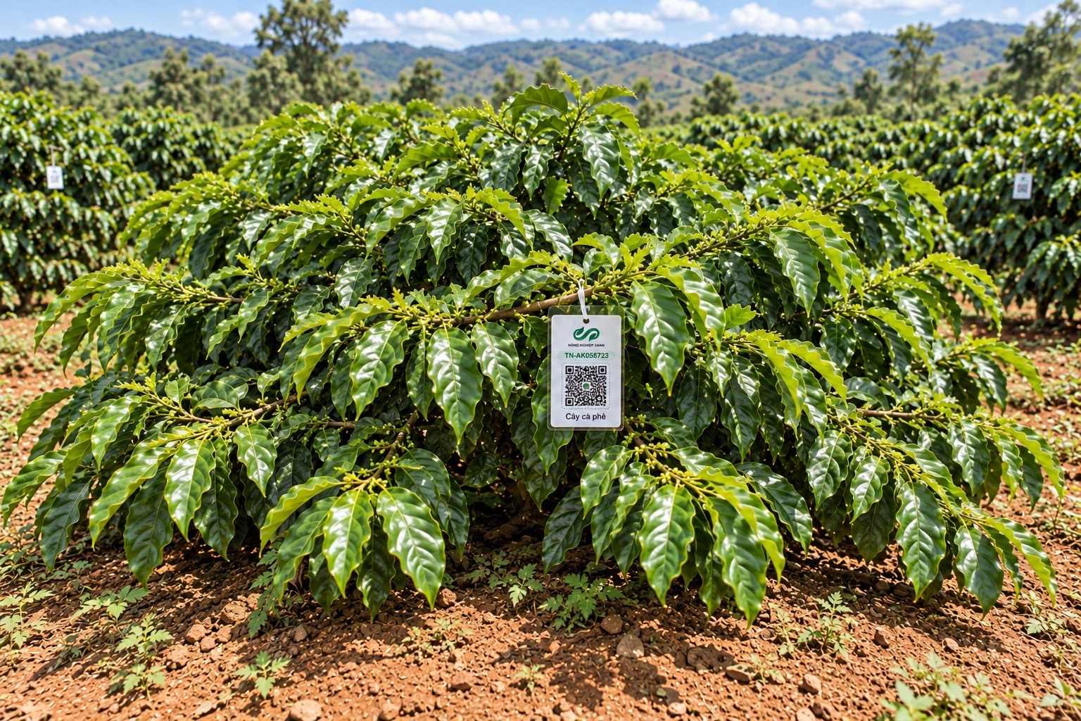 Cà Phê Robusta-2021
