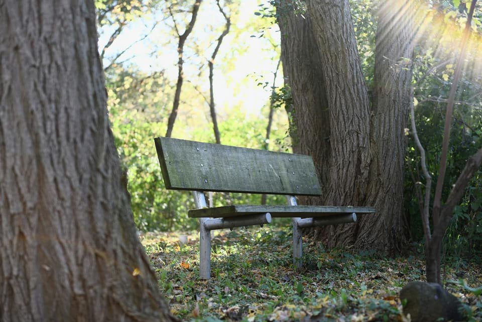 Park-Style Bench