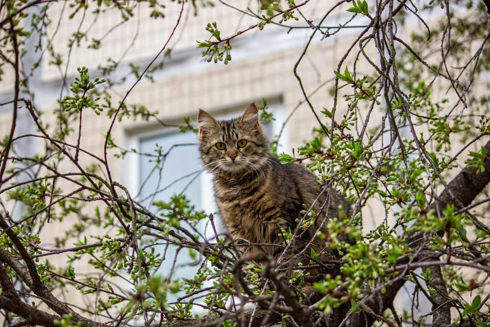 Tension-Mounted Cat Tower