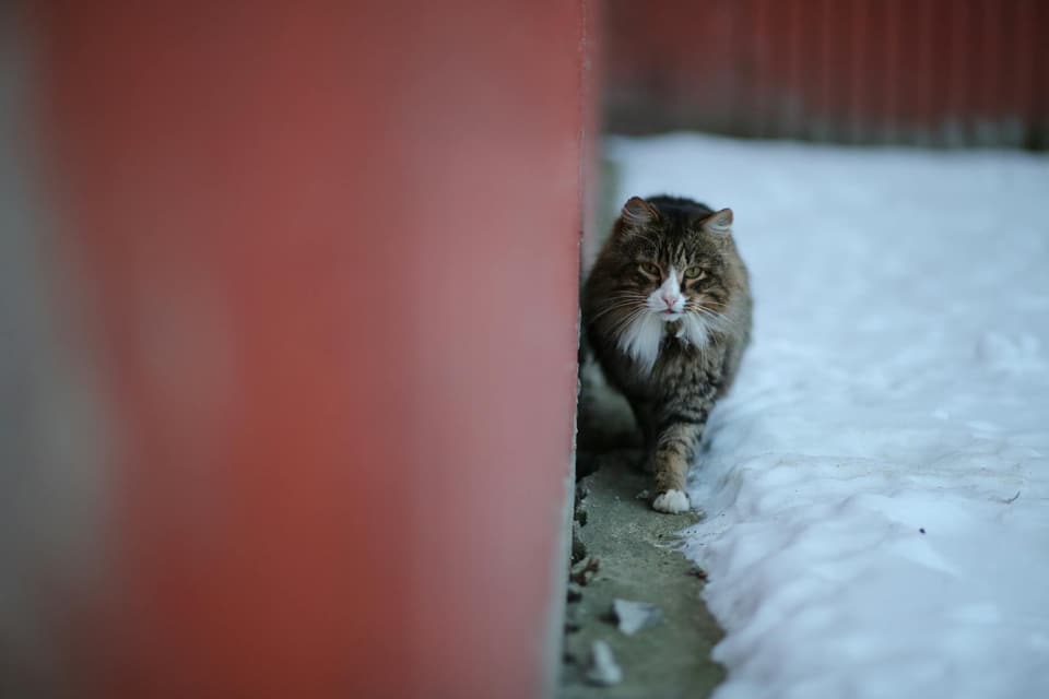 Suspension Bridge Cat Walk