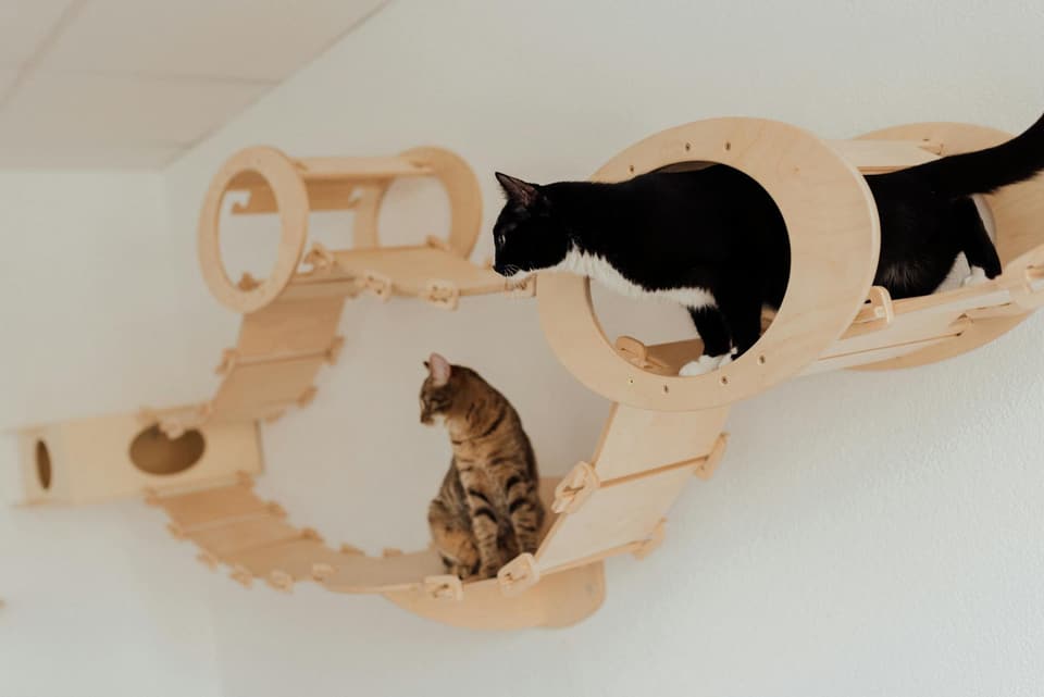 Corner Cat Shelf