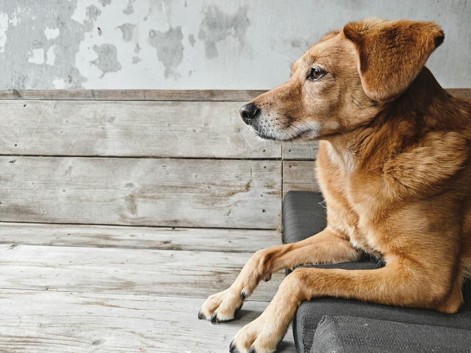 Small Wooden Dog House