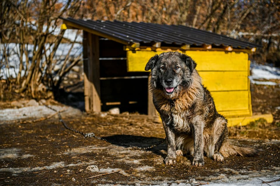 Small Wooden Dog House