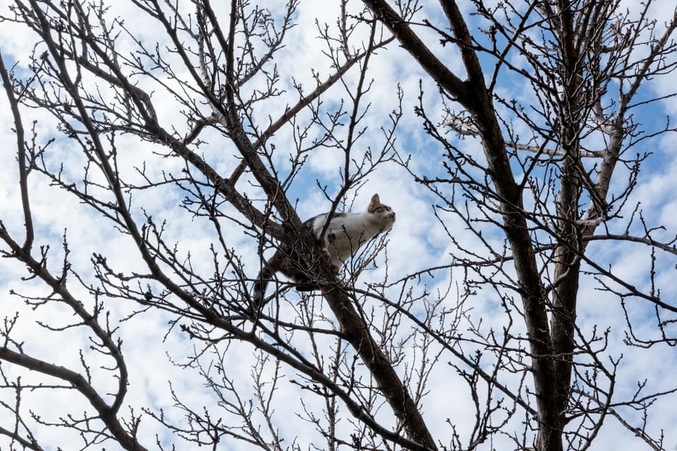 Shelf-Style Cat Walk