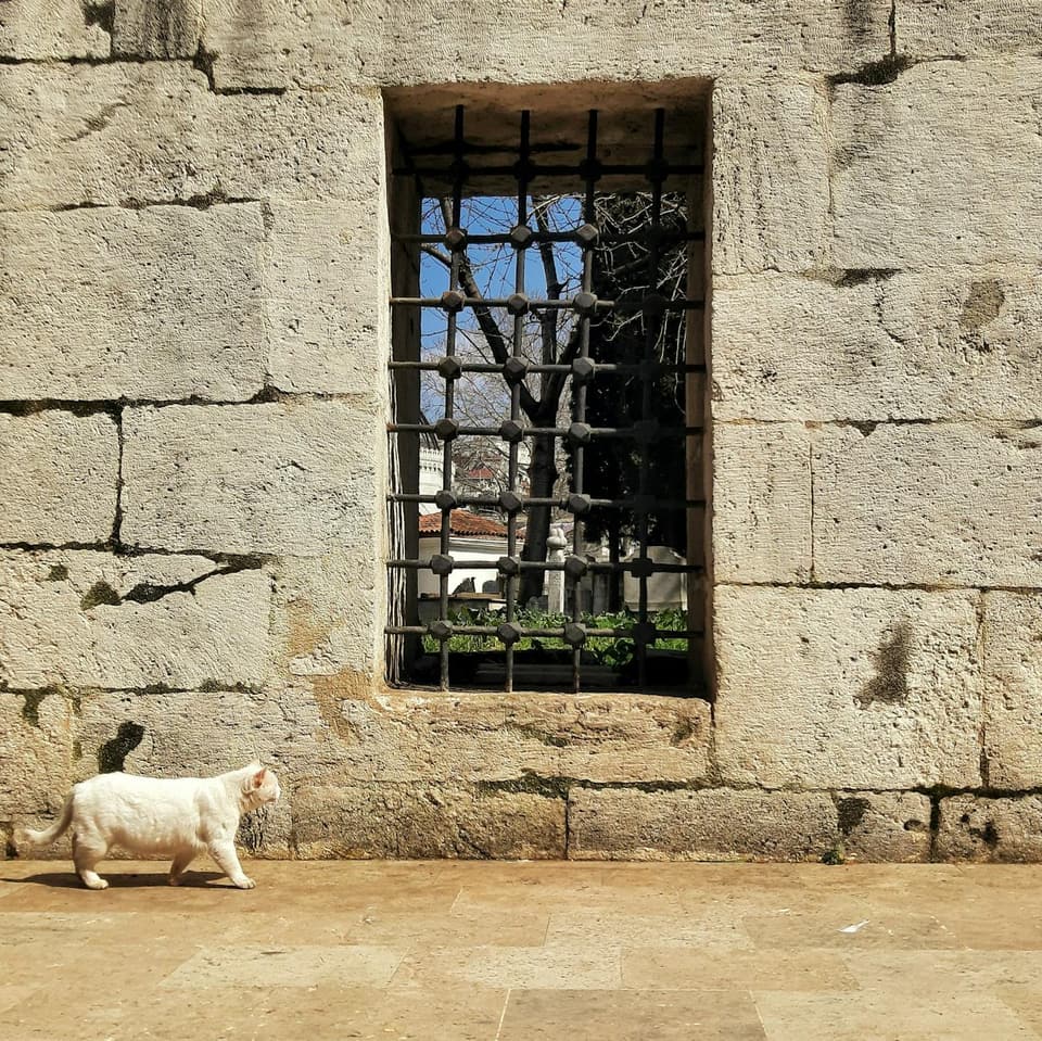 Shelf-Style Cat Walk