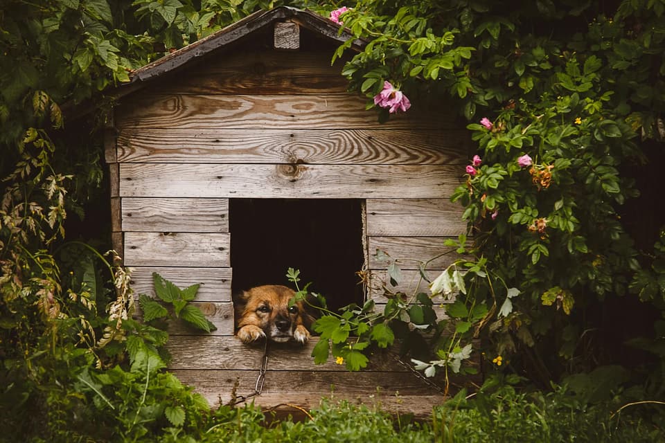 Raised Roofed Dog House