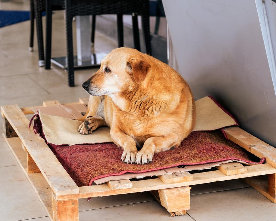 Raised Roofed Dog House