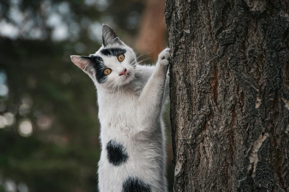 Freestanding Cat Tower